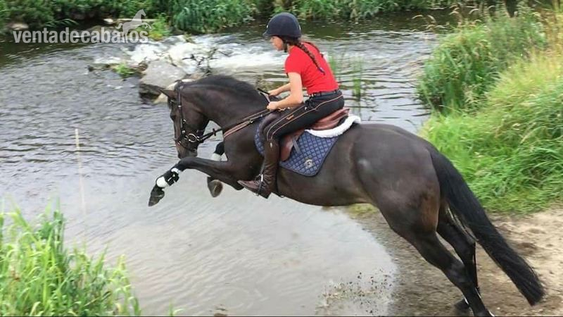 Caballo de salto - Irish Sport Horse