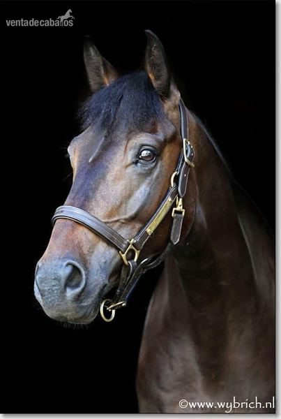 Caballo de salto - Caballos Capados
