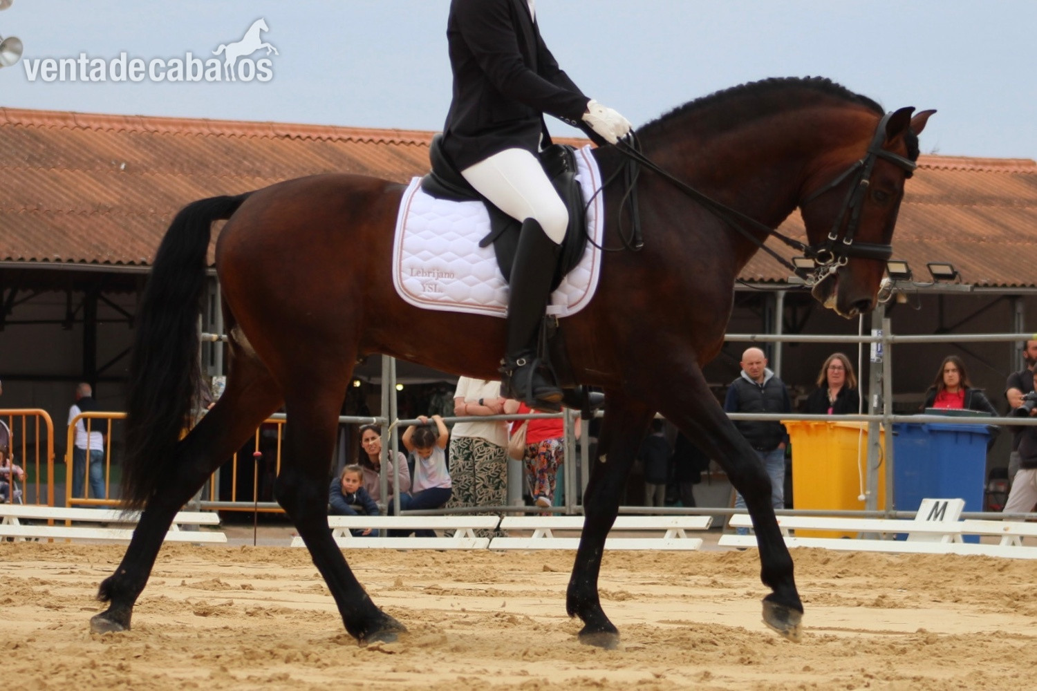 Caballo pura raza española in 