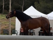 Caballo pura raza española