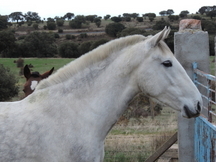 POTRA PRE 2012