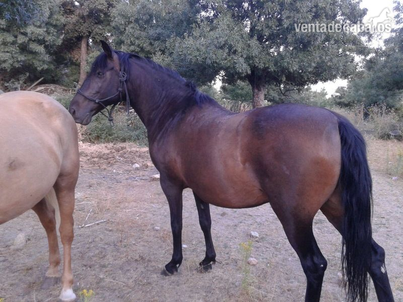 Caballo lusitano castaño in 