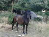 Lusitano