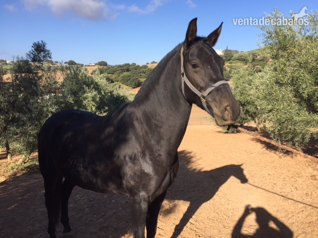 Caballo Hispano Árabe Hispano-Arabe - potra hispano-árabe negra 