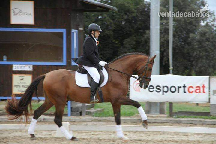 Se ve de caballo PRE de 11 años in 