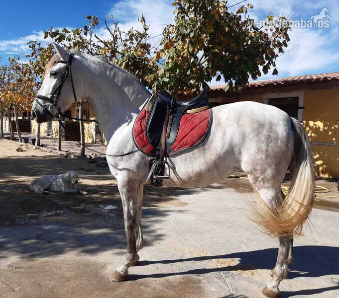 Yeguas Pura Raza Española - Yegua montada hija de Digital