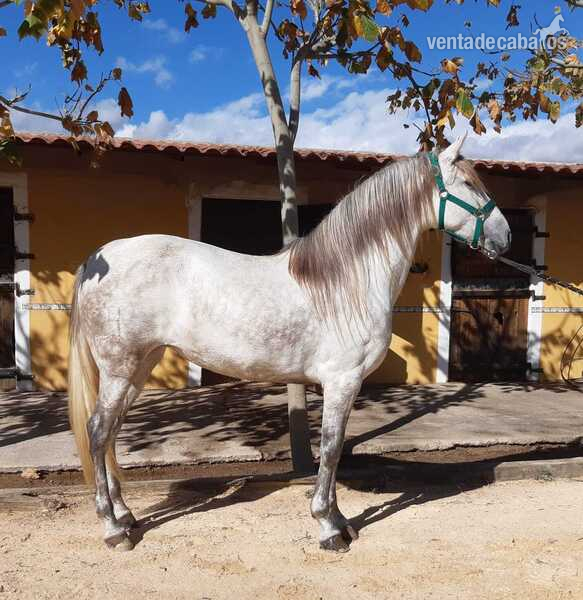 Yegua montada hija de Digital - Yeguas Pura Raza Española