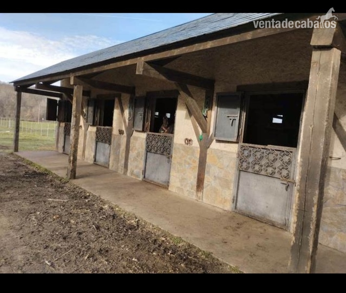 FINCA CON HIPICA 16 BOXES - Hípicas y establos en venta