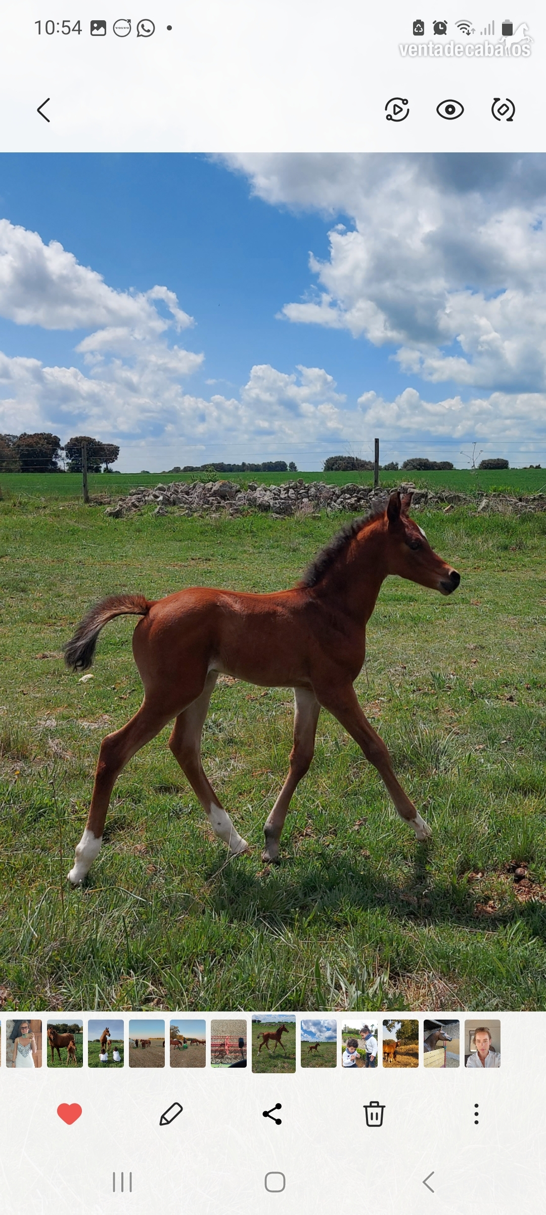 Venta de potros árabes in 