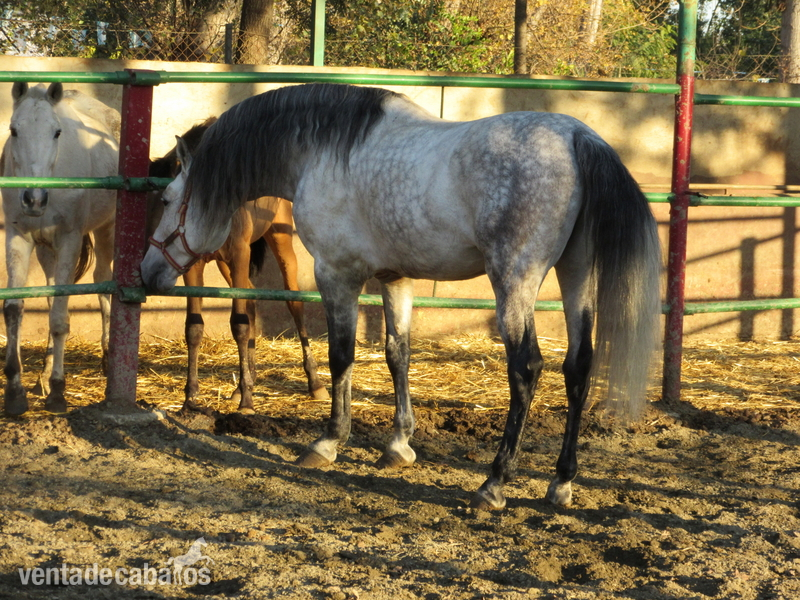 Lusitano