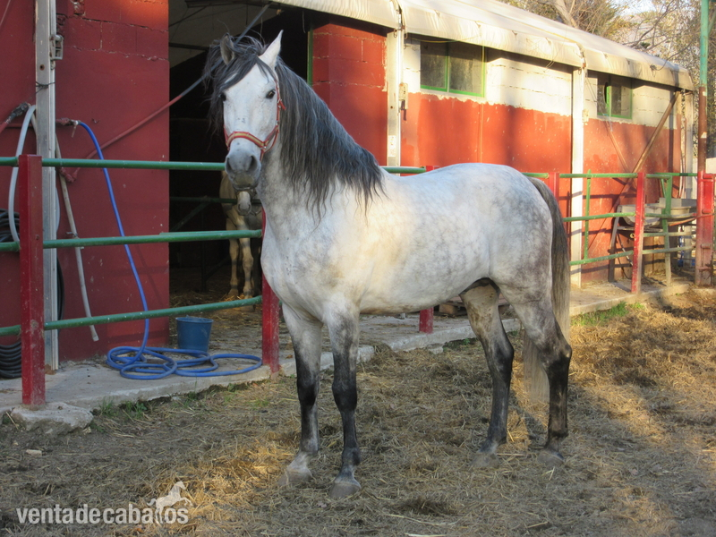 Lusitano {TYPE}