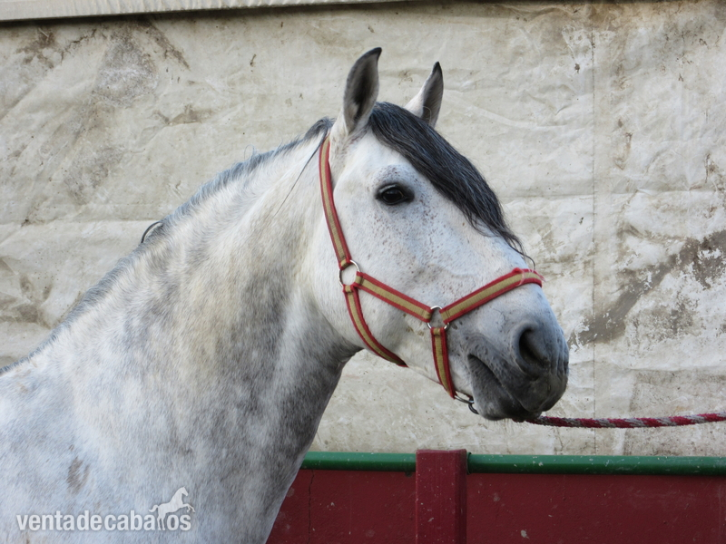 Caballos Enteros Lusitano - TARANTO. SEMENTAL HISPANOLUSO. 5 años. 8.000 e
