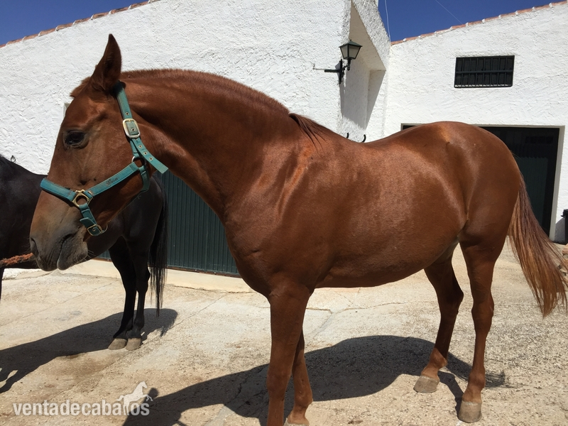 yegua hispano-árabe alazana  in 