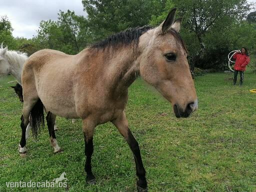 Busco/Cambio/Cedo Caballo Mezcla - Vendo Yegua y potra