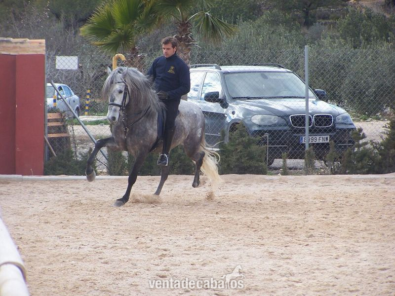 JOVEN CABALLO PRE  in 