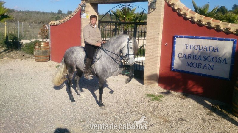 Pura Raza Española {TYPE}