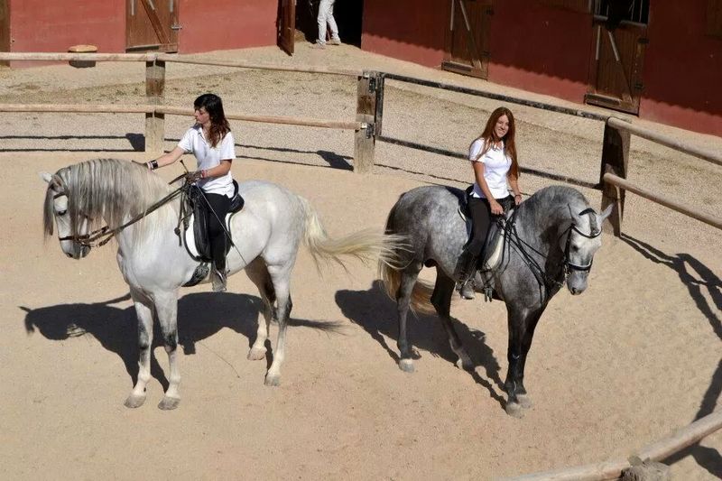 Caballos Pura Raza Española (P.R.E.) Pura Raza Española - JOVEN CABALLO PRE 