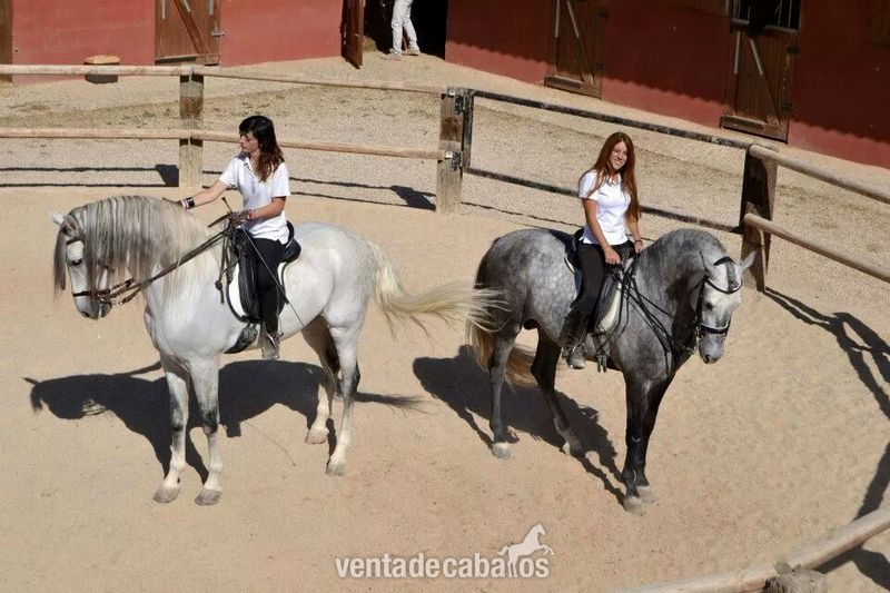 Caballos Pura Raza Española (P.R.E.) Pura Raza Española - JOVEN CABALLO PRE 