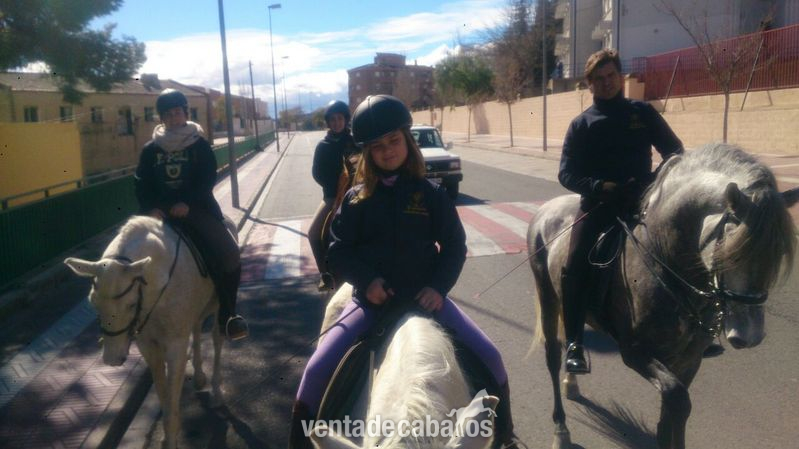 JOVEN CABALLO PRE  - Caballos Pura Raza Española (P.R.E.) Pura Raza Española