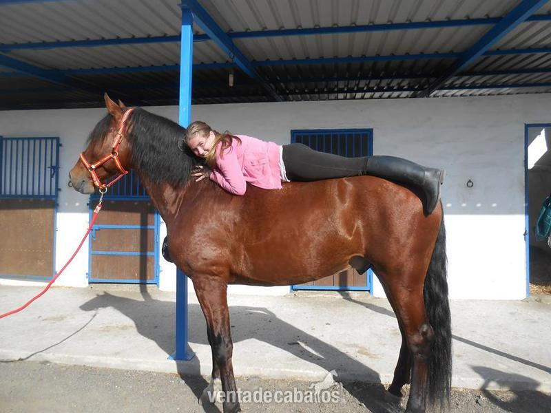 semental de 6 años con doma perfecta  in 