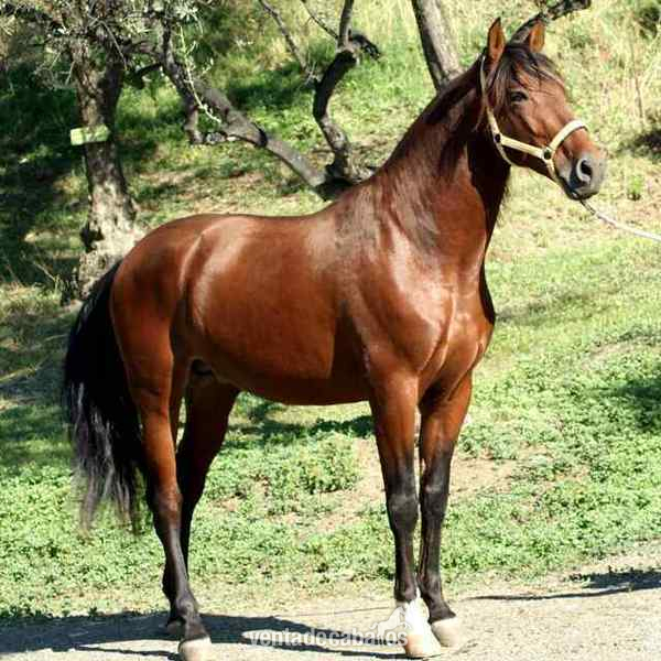 Caballos Enteros Pura Raza Española - semental de 6 años con doma perfecta 