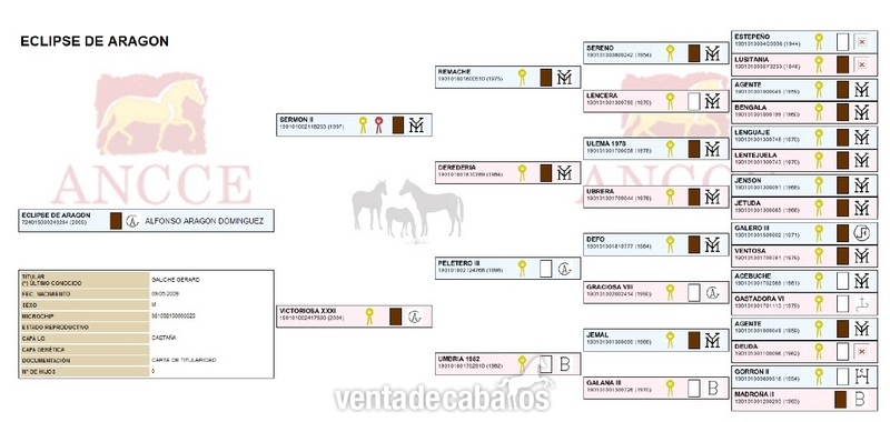 semental de 6 años con doma perfecta  - Caballos Enteros Pura Raza Española
