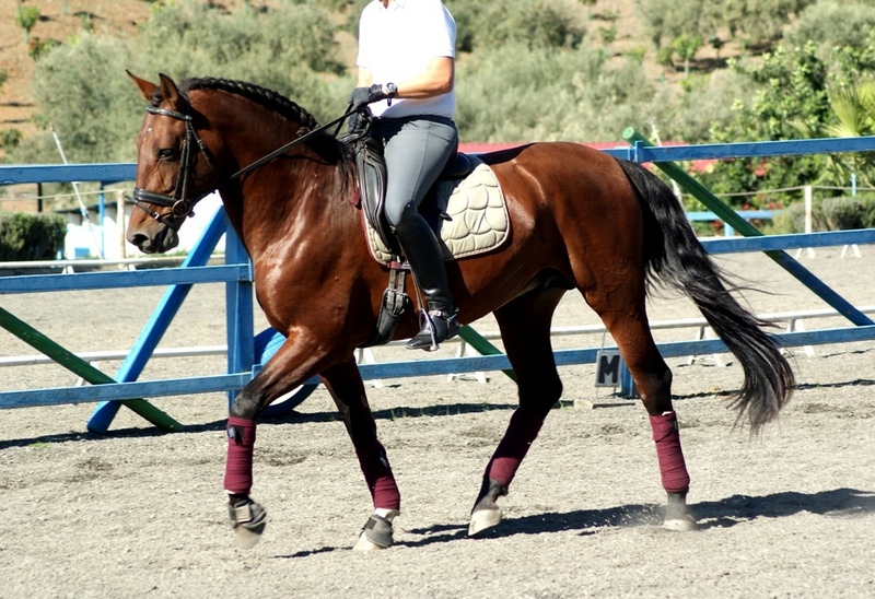 semental de 6 años con doma perfecta  - Caballos Enteros