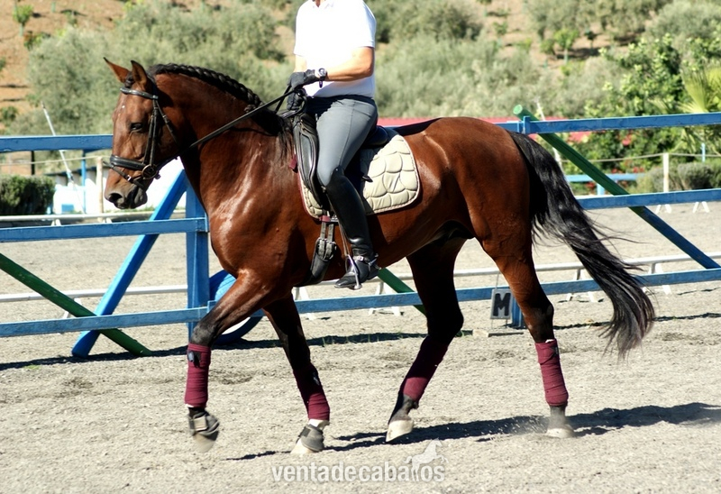 semental de 6 años con doma perfecta  - Caballos Enteros
