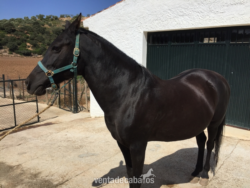 Hispano-Arabe