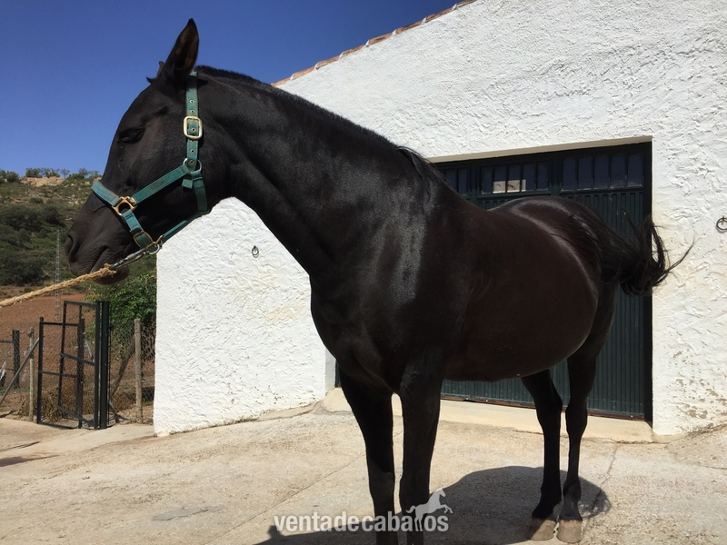 Hispano-Arabe {TYPE}
