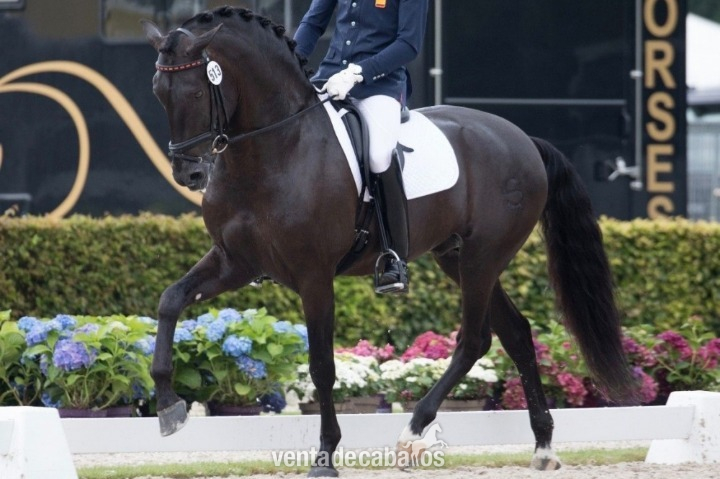 Castrado de doma de caballos deportivos negros irlandeses in 
