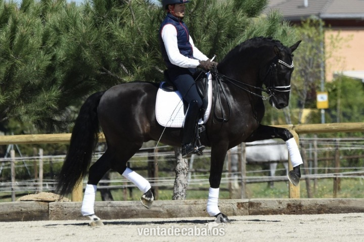 Irish Sport Horse