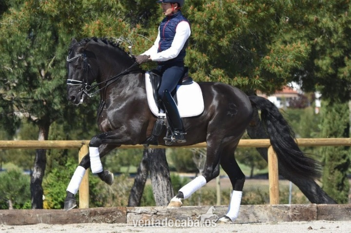 Irish Sport Horse {TYPE}