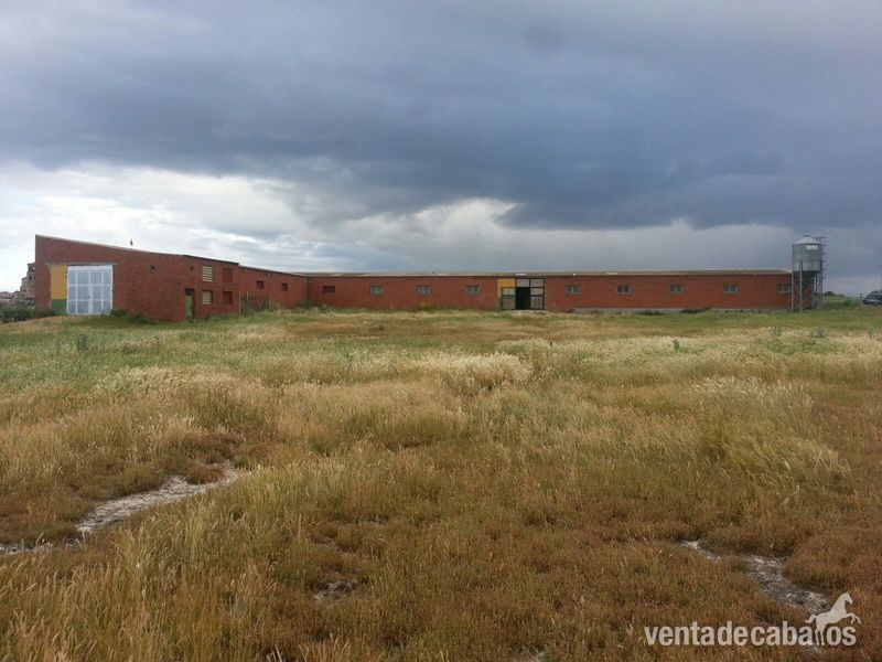 La Zarza (Valladolid) alquilo instalaciones hipicas