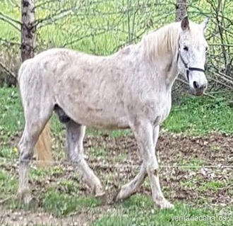 ventea caballo PRE in 