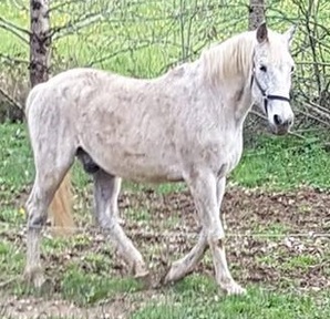 ventea caballo PRE