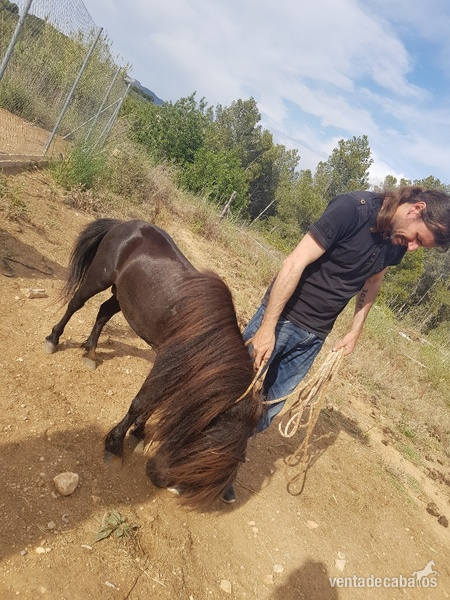 HERMOSO SEMENTAL FALABELLA RAZA PURA in 