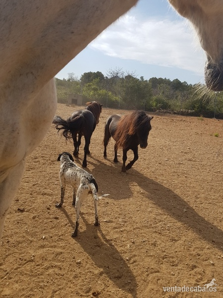 Falabella