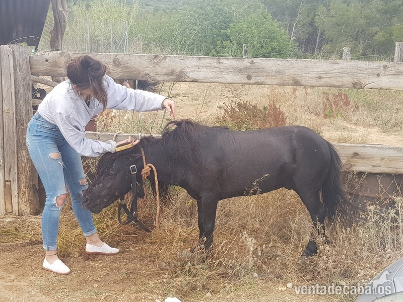 Falabella {TYPE}