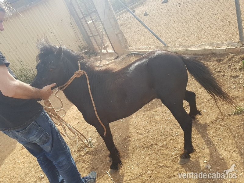 Caballos Enteros Falabella - HERMOSO SEMENTAL FALABELLA RAZA PURA