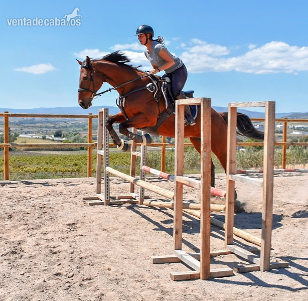 Caballo PSI para CESIÓN o VENTA in 