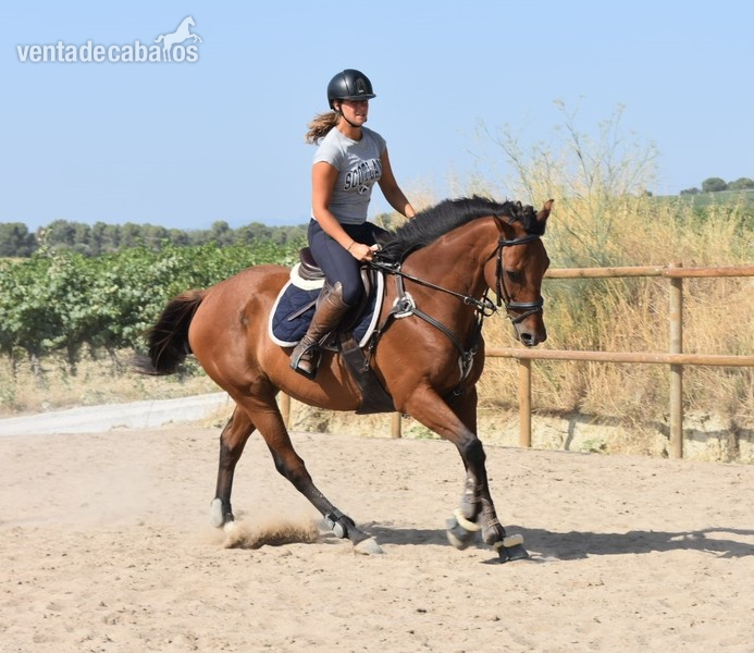 Caballos Capados Pura Sangre Inglés - Caballo PSI para CESIÓN o VENTA