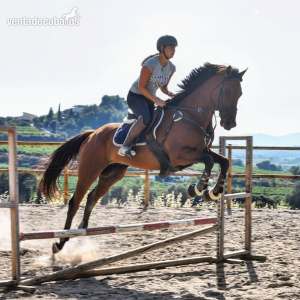 Caballo PSI para CESIÓN o VENTA - Caballos Capados Pura Sangre Inglés