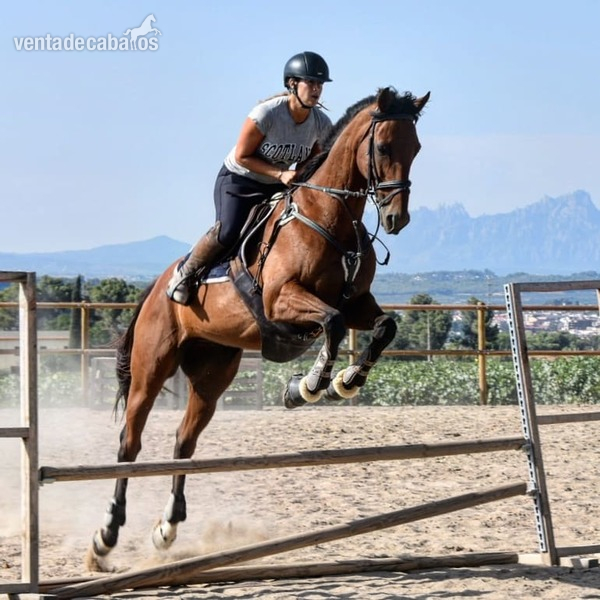 Caballo PSI para CESIÓN o VENTA - Pura Sangre Inglés