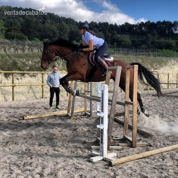 Caballo PSI para CESIÓN o VENTA - Caballos Capados