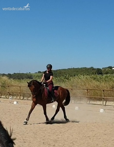 Caballo PSI para CESIÓN o VENTA