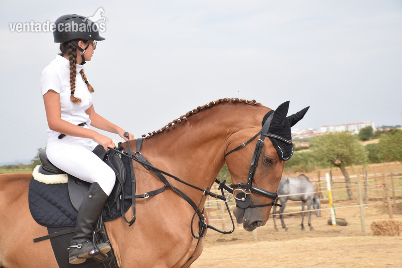 Caballo de salto  in 