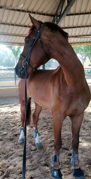 Caballos Capados Kwpn/holsteiner - Caballo de salto 