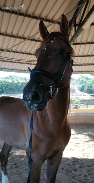 Caballo de salto  - Caballos Capados Kwpn/holsteiner