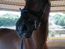 Caballo de salto 